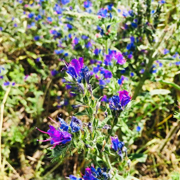 Foco seletivo em um arbusto de flores de osso de desejo azul e rosa e suas folhas verdes. — Fotografia de Stock