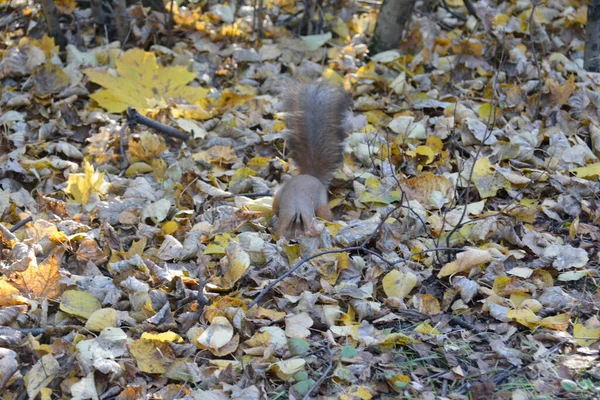 Das Eichhörnchen Vergräbt Die Nüsse Niedliche Schnauze Wird Von Blättern — Stockfoto