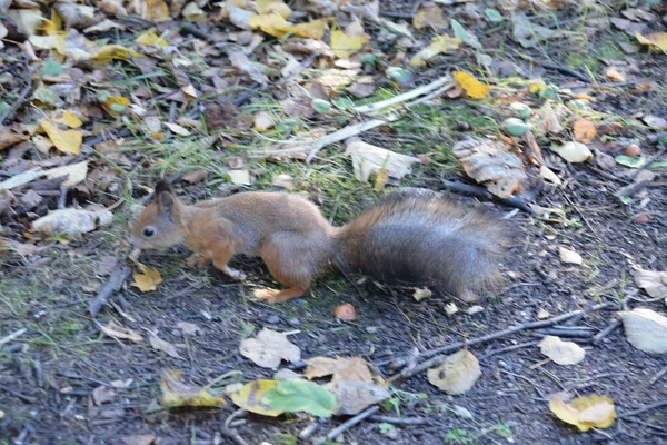 Waldhörnchen Sucht Boden Nach Nüssen — Stockfoto