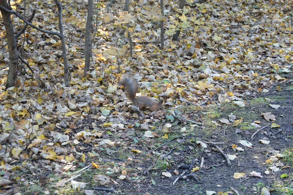 Eichhörnchen Vergräbt Nüsse Boden Unter Blättern — Stockfoto