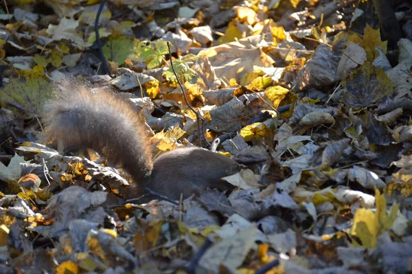 Das Waldhörnchen Versteckt Die Nuss Laub Die Schnauze Des Eichhörnchens — Stockfoto