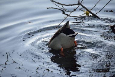 Ördek başını göle daldırdı.