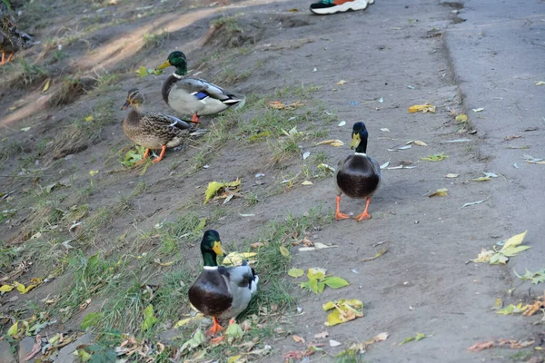 Three Ducks Walk Shore Pond — Stock Photo, Image