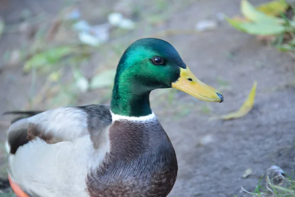 Duck Watching Closely — Stock Photo, Image
