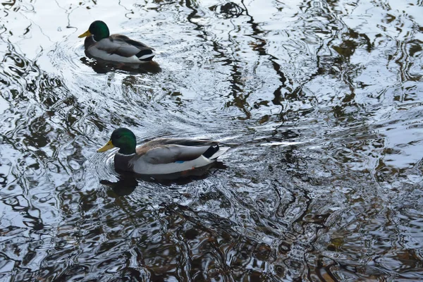 Two Ducks Swim Cold Pond — Stock Photo, Image