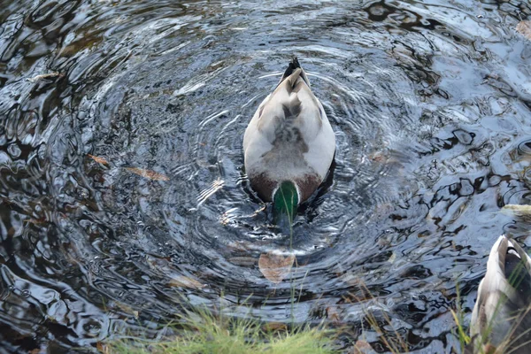 Duck Dives Water — Stock Photo, Image