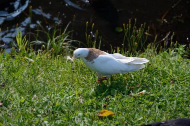 Güvercin göletin kıyısında ekmek buldu.