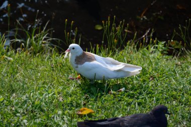 Beyaz bir güvercin göletin kıyısında ekmek buldu.