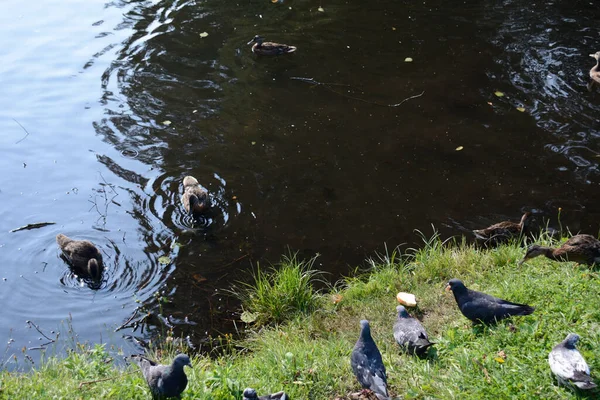 Ducks Pigeons Gather Bread Shore Pond — Stock Photo, Image