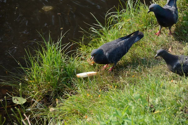 Doves Rush Piece Bread — Stock Photo, Image