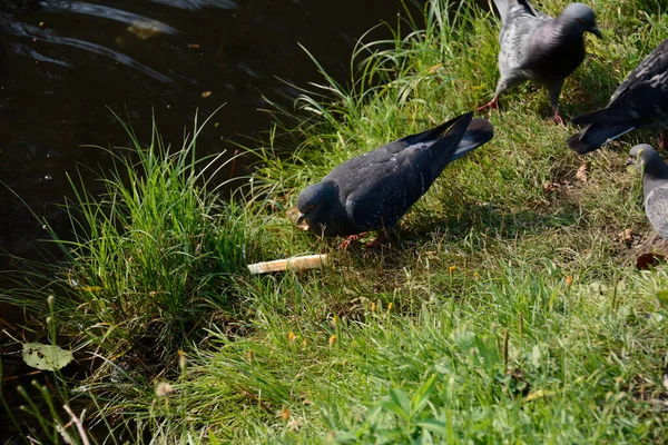 Black Dove Hurries Piece Bread — Stock Photo, Image