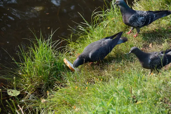 Black Dove Grabs Piece Bread — Stock Photo, Image