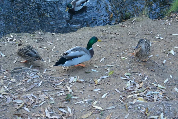 Patos Orilla Estanque Cubierto Hojas Caídas — Foto de Stock