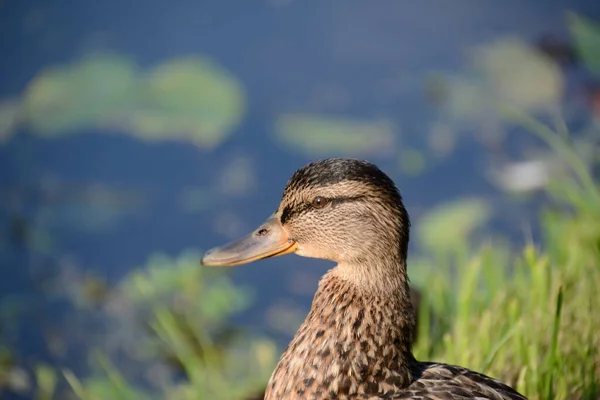 Duck Head Duck Looks Pond — Stock Photo, Image