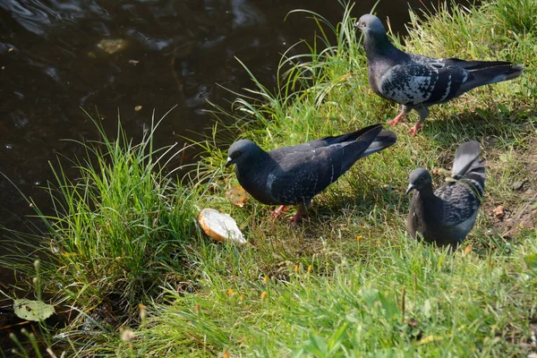 Black Dove Hurries Piece Bread — Stock Photo, Image