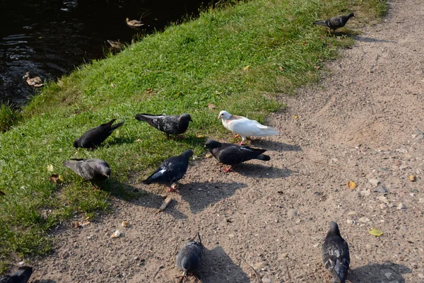 Pigeons Looking Food Shore Pond — Stock Photo, Image
