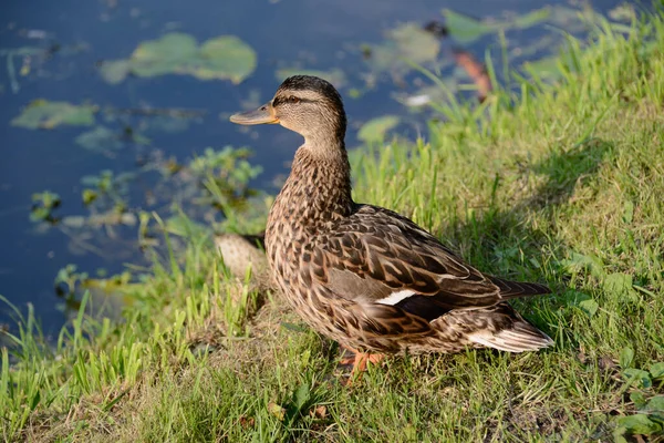 Duck Shore Looks Pond — Stock Photo, Image