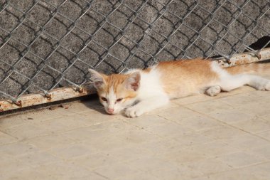 Güzel şirin kedi yol kenarında sabah güneşinde yatıyor.