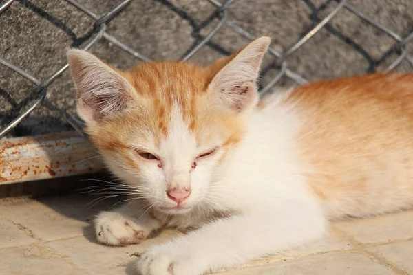 Güzel şirin kedi yol kenarında sabah güneşinde yatıyor.