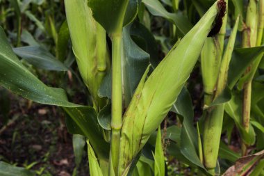 Güzel mısır tarlası Sabah güneşiyle