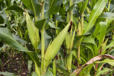 Güzel mısır tarlası Sabah güneşiyle