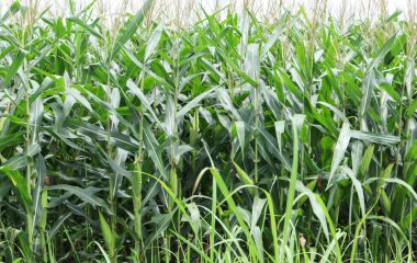 Güzel mısır tarlası Sabah güneşiyle