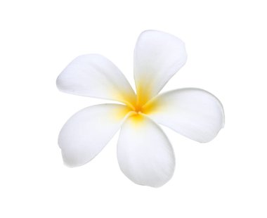 beyaz izole frangipani çiçekler