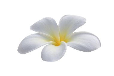 beyaz izole frangipani çiçekler