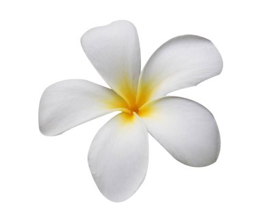 beyaz izole frangipani çiçekler