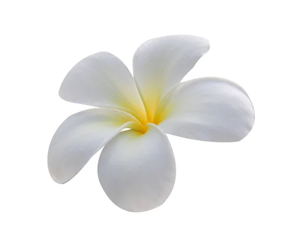 Квіти Франгіпані Ізольовані Білому Стокове Зображення