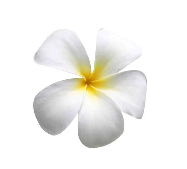 Frangipani Flowers Isolated White Royalty Free Stock Images