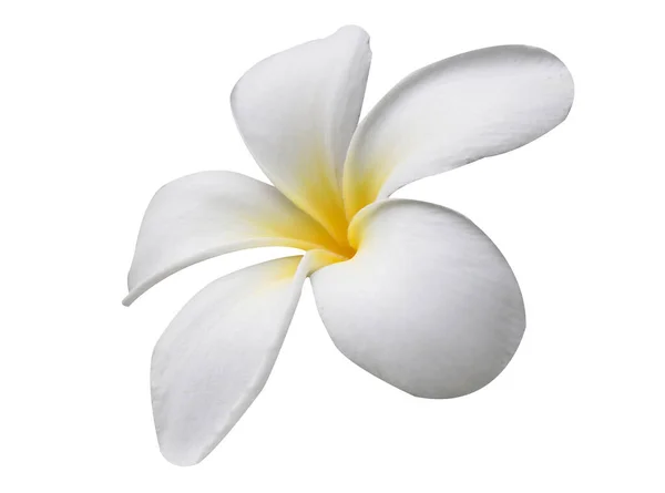 Квіти Франгіпані Ізольовані Білому Стокове Фото