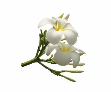 beyaz izole frangipani çiçekler