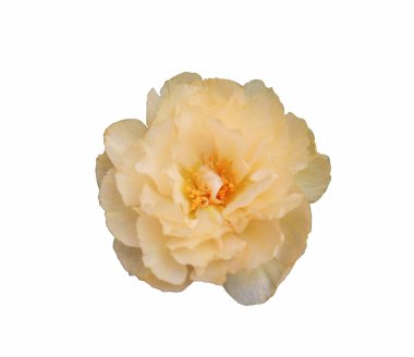 Beyaz arka planda izole edilmiş sarı çiçekler. Bay Çiçek geç kalkar.