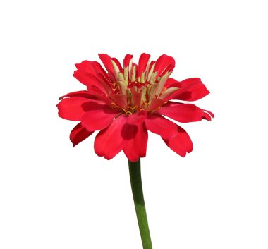 Kırmızı çiçekler beyaz arka planda izole edilmiş. Yıldız patlaması çiçekleri.