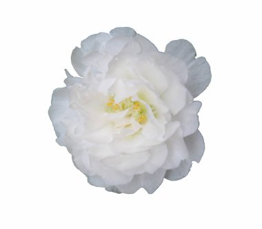 Beyaz arka planda izole edilmiş beyaz çiçekler. Bay Çiçek geç kalkar.