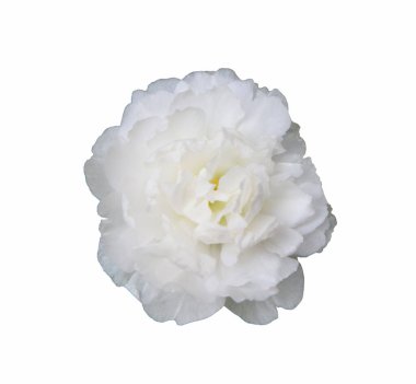 Beyaz arka planda izole edilmiş beyaz çiçekler. Bay Çiçek geç kalkar.