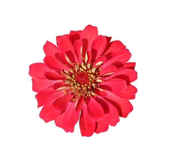 白地に赤花を孤立させます スターバーストの花 — ストック写真
