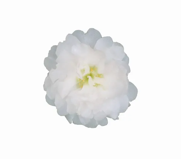 Białe Kwiaty Odizolowane Białym Tle Kwiat Pana Obudzić Się Późno — Zdjęcie stockowe