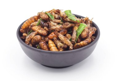 Kızarmış böcekler. Beyaz arka planda izole edilmiş çekirge ve kaffir kireç yapraklı kızarmış cırcır böcekleri.