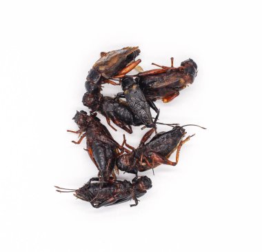 Kızarmış böcekler. Beyaz arka planda izole edilmiş çekirge ve kaffir kireç yapraklı kızarmış cırcır böcekleri.