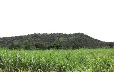 Beyaz arka planda yeşil orman ağaçları olan kayalık dağ