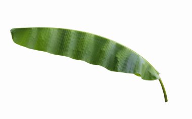 Muz beyaz bir arka plan üzerinde izole yaprakları