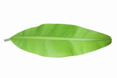 Muz beyaz bir arka plan üzerinde izole yaprakları