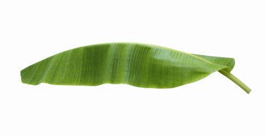 Muz beyaz bir arka plan üzerinde izole yaprakları