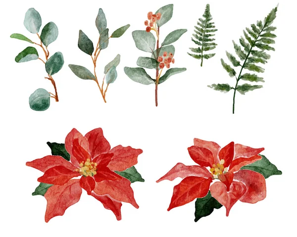 Υδατογραφία Χριστούγεννα Poinsettia Λουλούδι Συλλογή Στοιχείων Μπουκέτο — Διανυσματικό Αρχείο