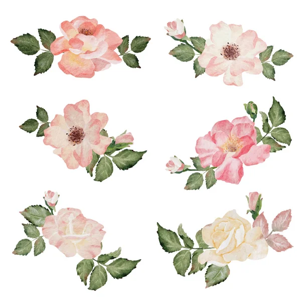 Aquarell Blühende Rose Zweig Blume Blumenstrauß Elemente Kollektion — Stockvektor