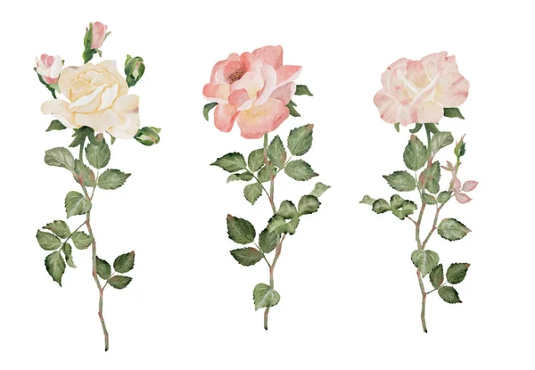 Aquarell Blühende Rose Zweig Blume Bouquet Kollektion — Stockvektor