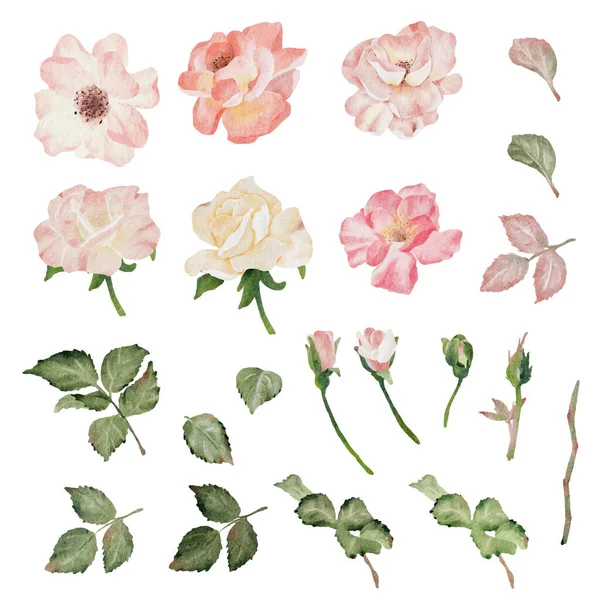 Коллекция Цветочных Элементов Цветочного Букета Розы — стоковый вектор