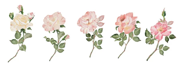 Ακουαρέλα Ανθίζοντας Τριαντάφυλλο Κλαδί Λουλούδι Συλλογή Μπουκέτο Ψηφιακή Ζωγραφική — Διανυσματικό Αρχείο